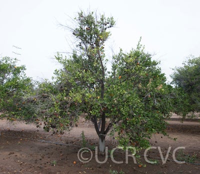 dancyweshartmandarincrc602_002