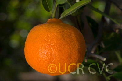 dancyweshartmandarincrc602_003