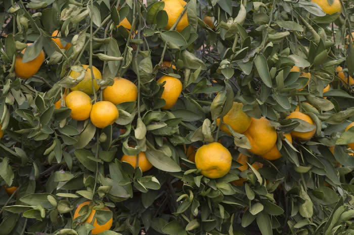 dartsouthsatsumamandarincrc4099_001