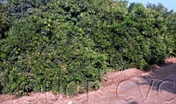 dartsouthsatsumamandarincrc4099_003