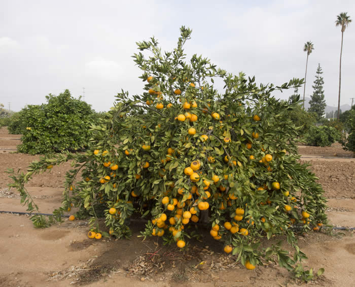 dartsouthsatsumamandarincrc4099_004