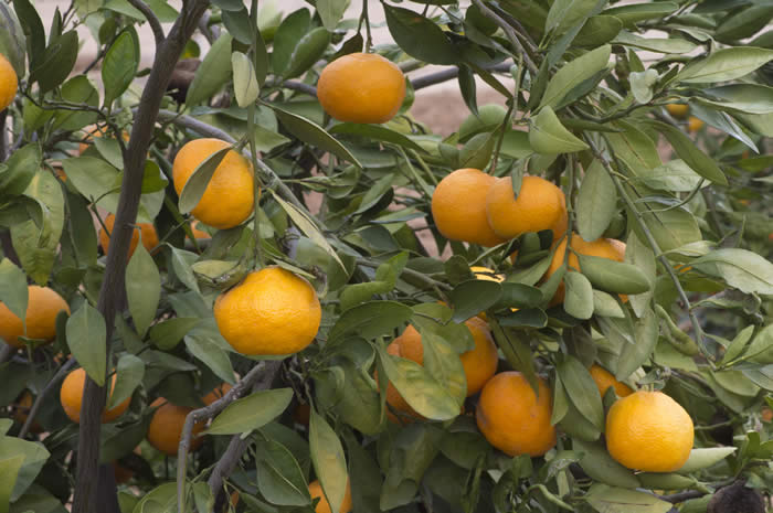 dartsouthsatsumamandarincrc4099_007