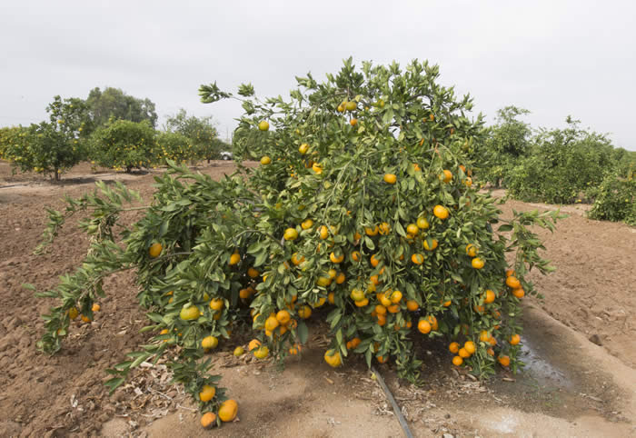 dartsouthsatsumamandarincrc4099_008