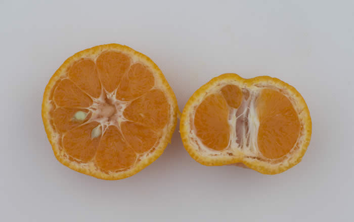 dartsouthsatsumamandarincrc4099_009