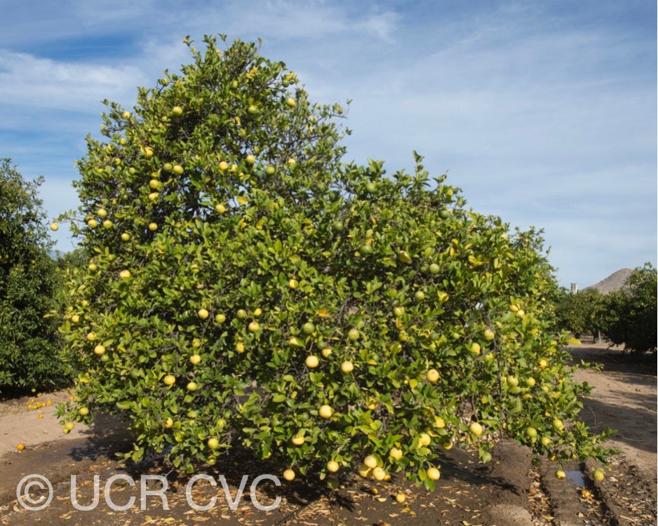 davao_papeda_hybrid_citrus_davaoensis_crc_2427_001.jpg