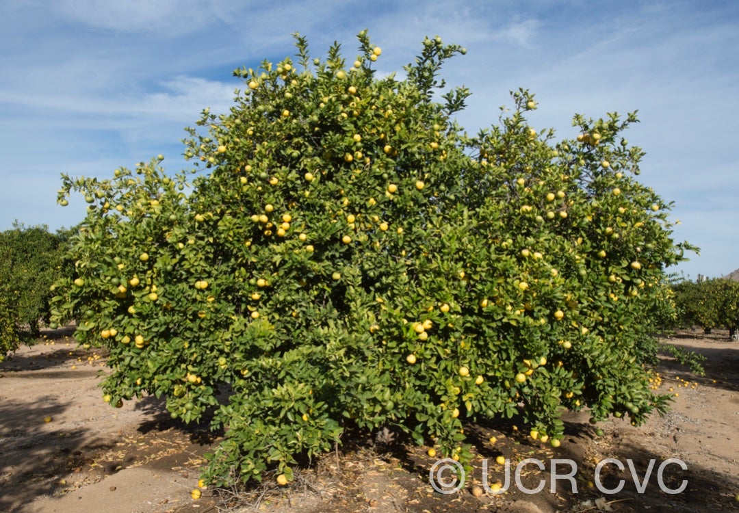 davao_papeda_hybrid_citrus_davaoensis_crc_2427_002.jpg