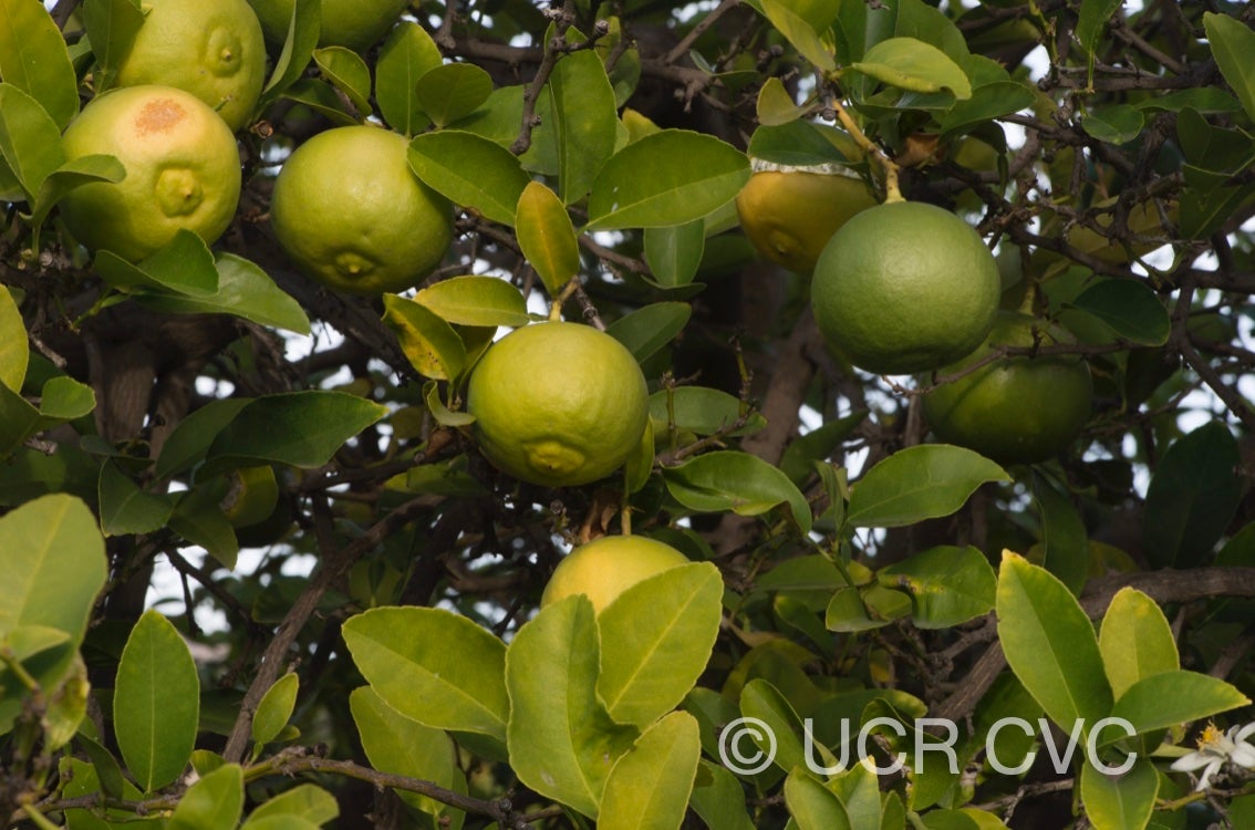 davao_papeda_hybrid_citrus_davaoensis_crc_2427_003.jpg