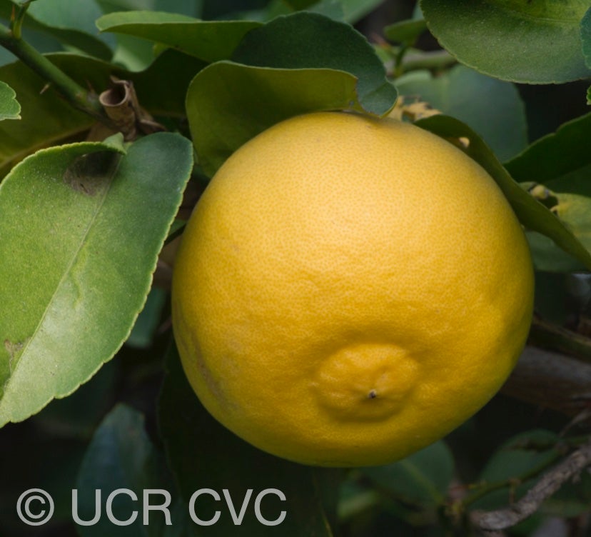 davao_papeda_hybrid_citrus_davaoensis_crc_2427_007.jpg