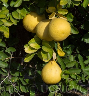 deepredpummelocrc2347_002