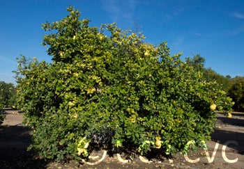 deepredpummelocrc2347_003