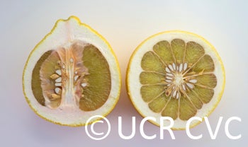 deepredpummelocrc2347_004