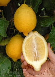 drstronglisbon_3504_02