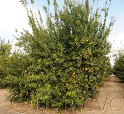 drstronglisbon_3504_03