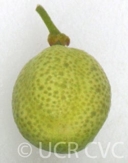 eremocitrusglaucacvc010.jpg