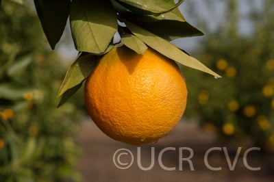 everhard_navel_orange_lindcove_002.jpg