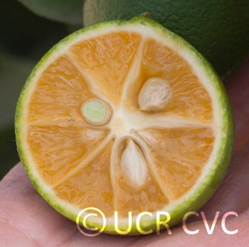 excaliburredlimehybridcrc4239002.jpg