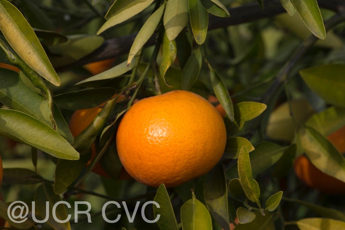fairchildls_mandarin_crc_4205_016.jpg