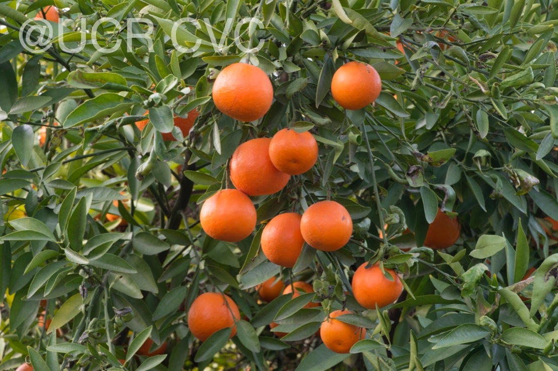 fairchildls_mandarin_crc_4205_018.jpg