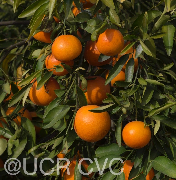 fairchildls_mandarin_crc_4205_020.jpg
