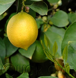 farislemon10.jpg