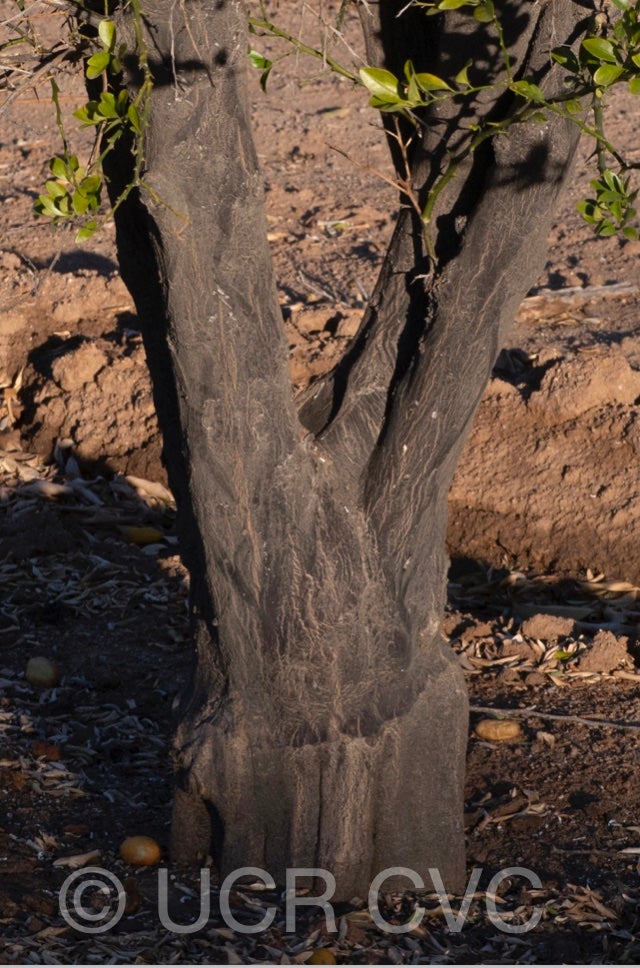 faustrime_crc_2891_026