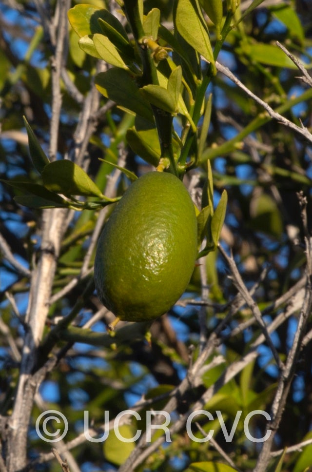 faustrime_crc_2891_023