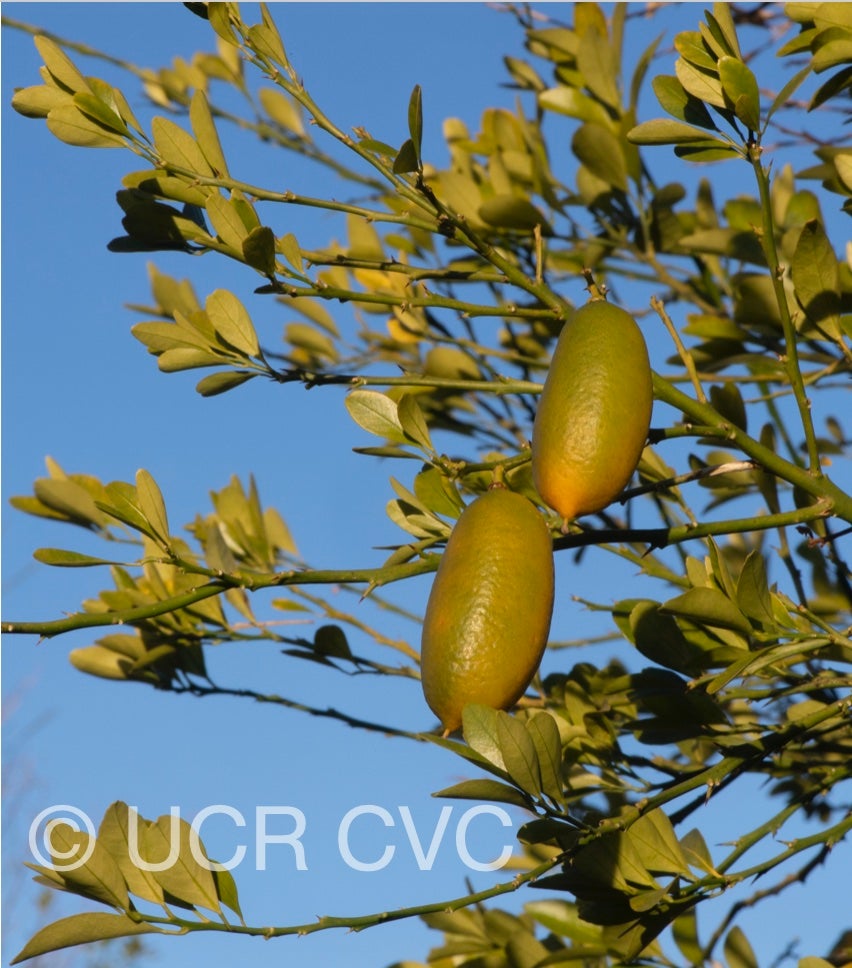 faustrime_crc_2891_025