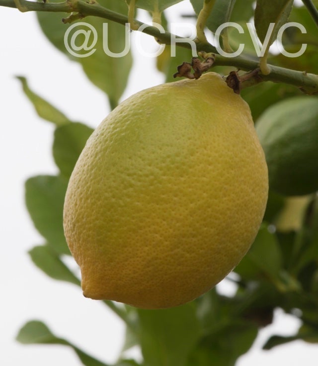 femminello_siracusano_lemon_crc_4226_002.jpg