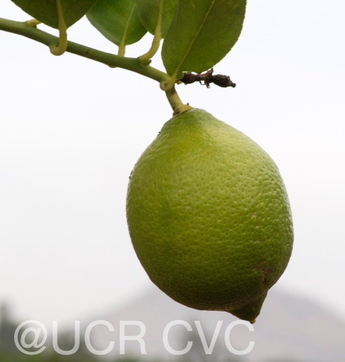 femminello_siracusano_lemon_crc_4226_003.jpg