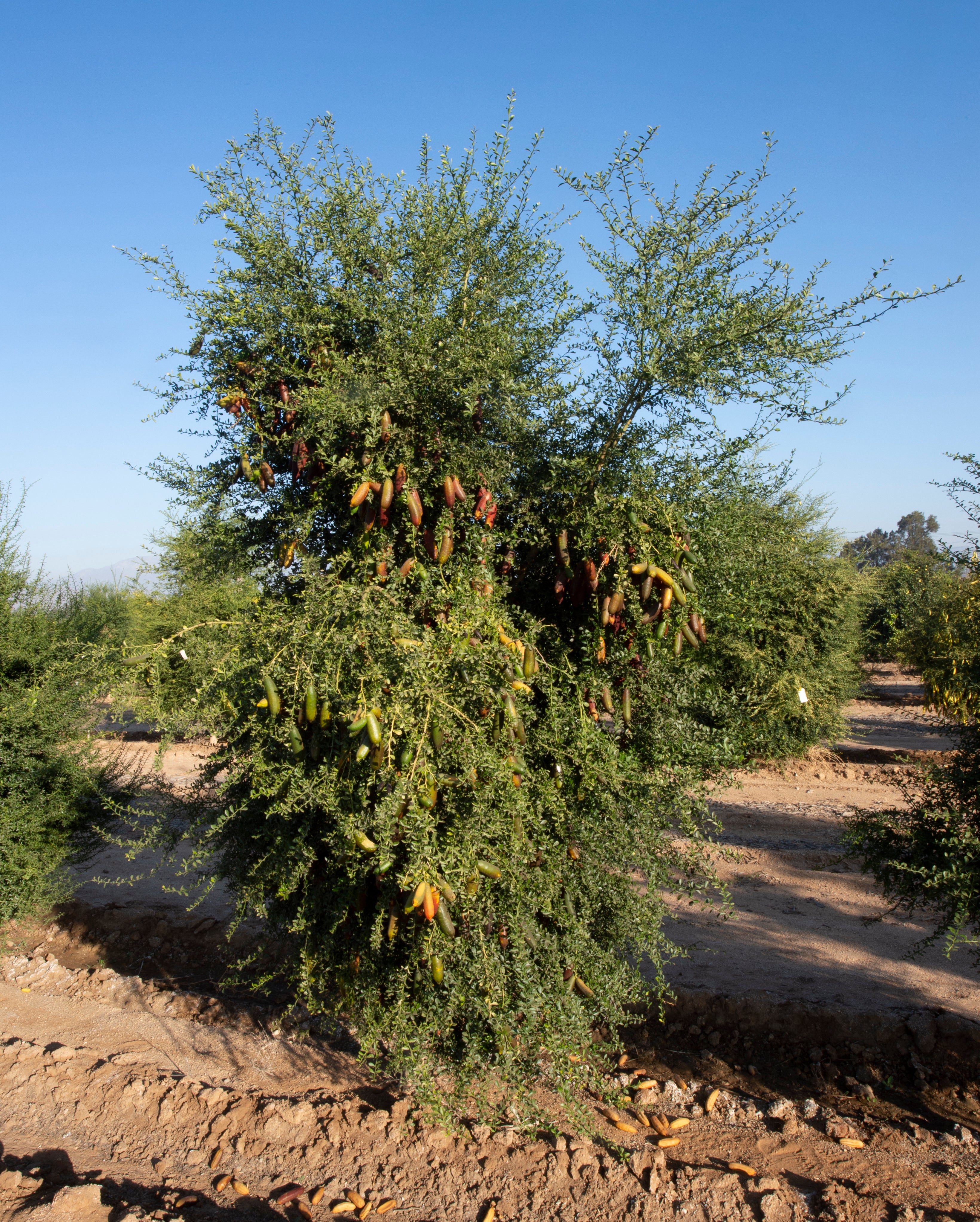 Toots P2014-176-14 002