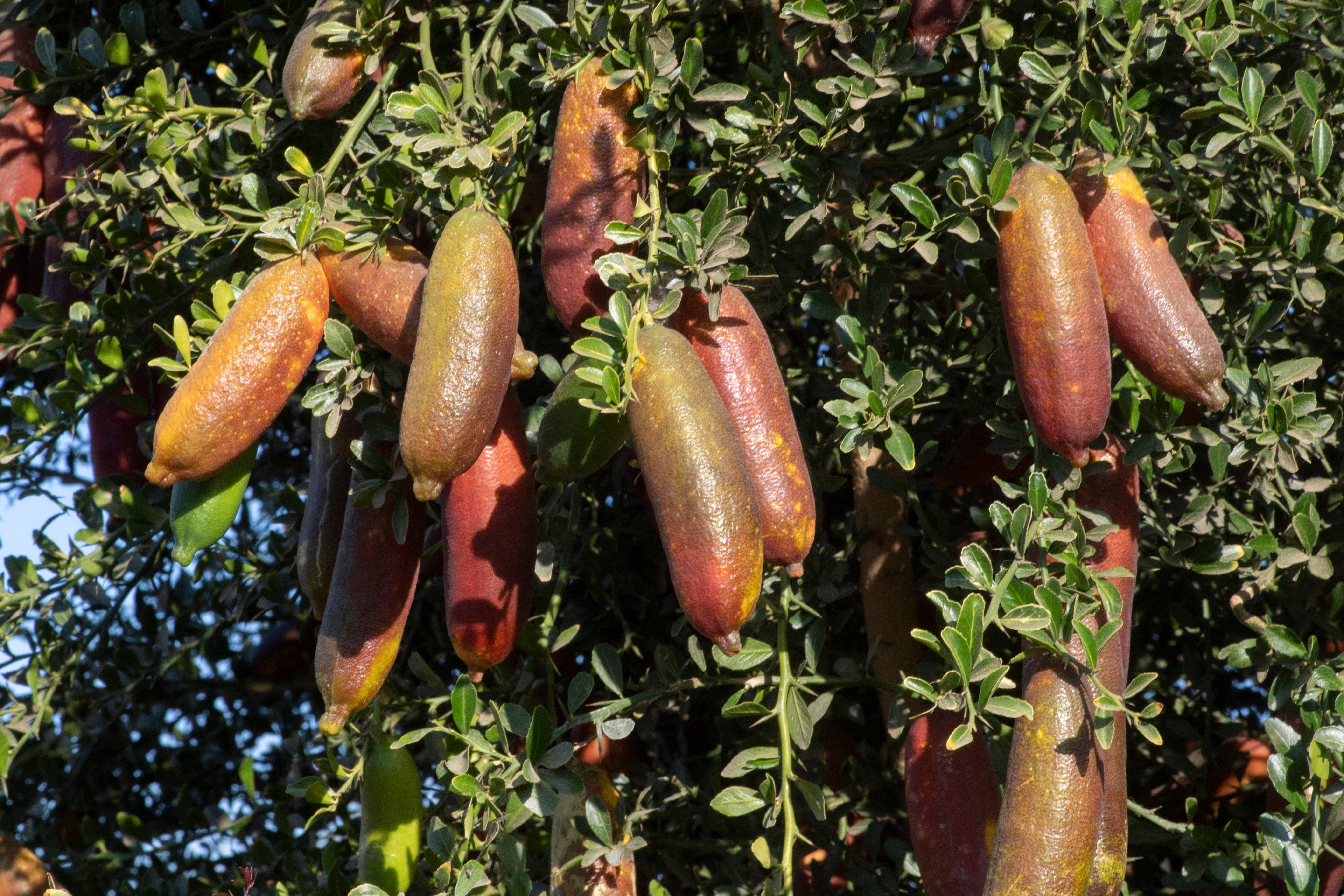 Toots P2014-176-14 001