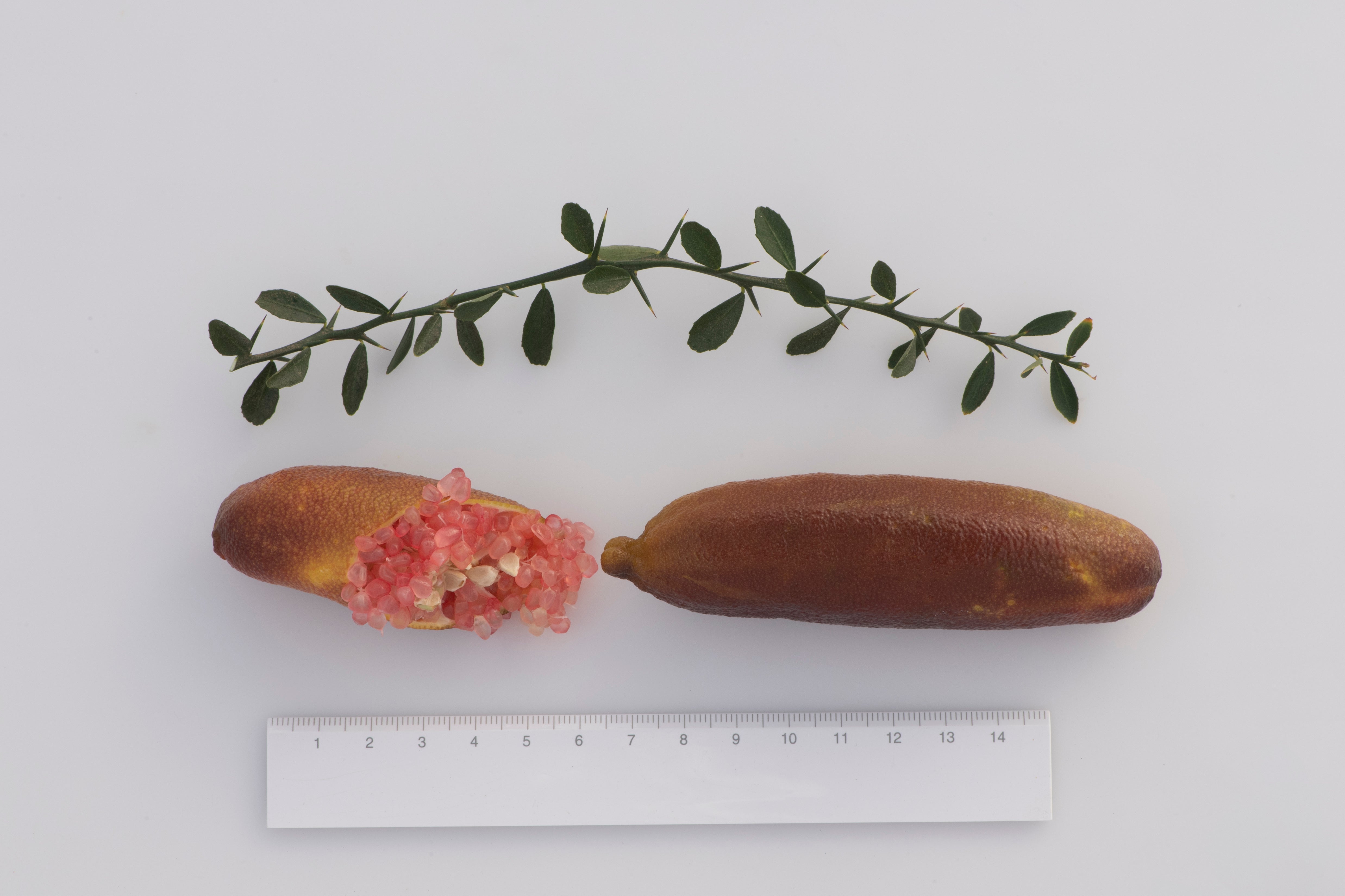 Toots P2014-176-14 003