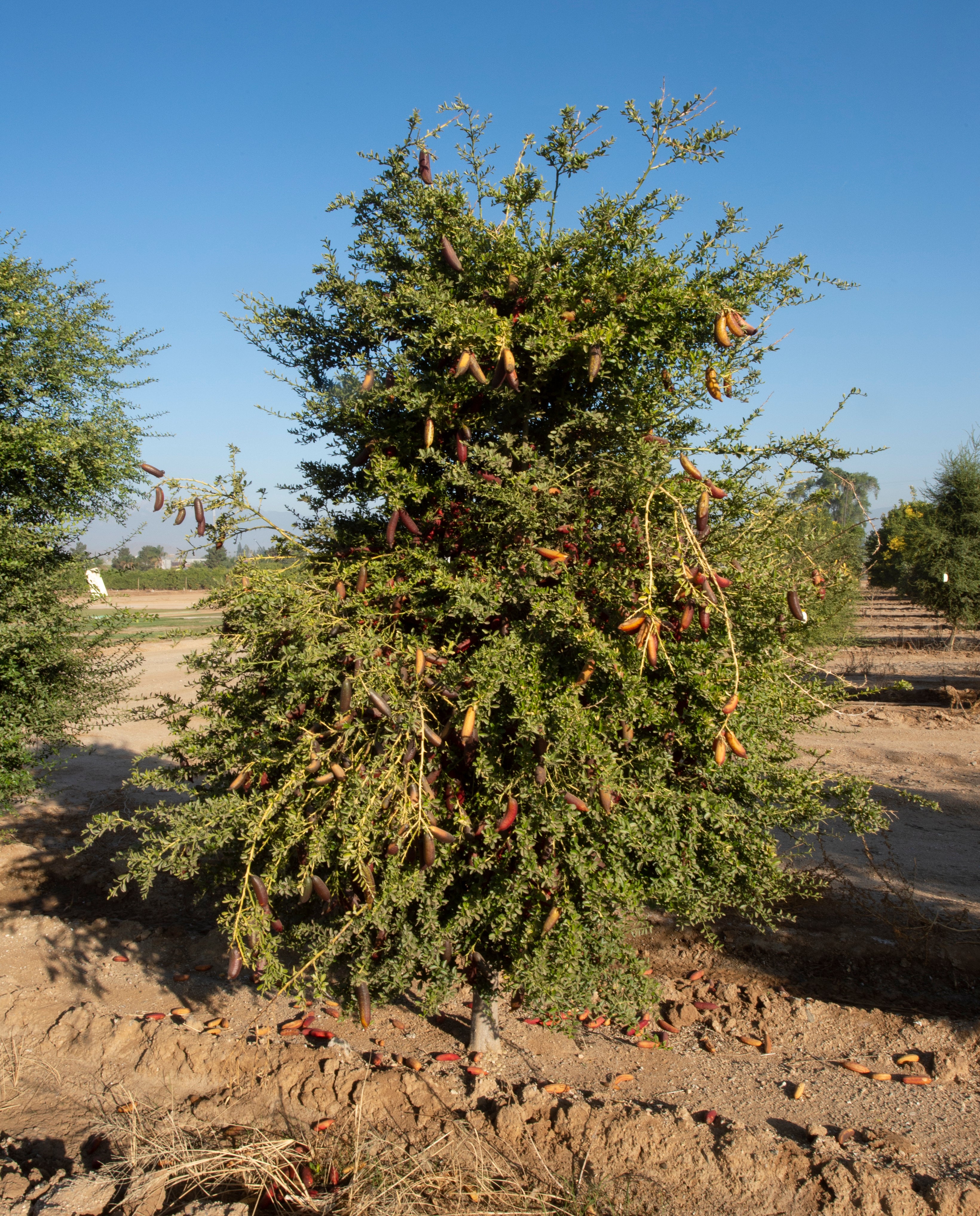 Ruby My Dear P2014-176-38 002