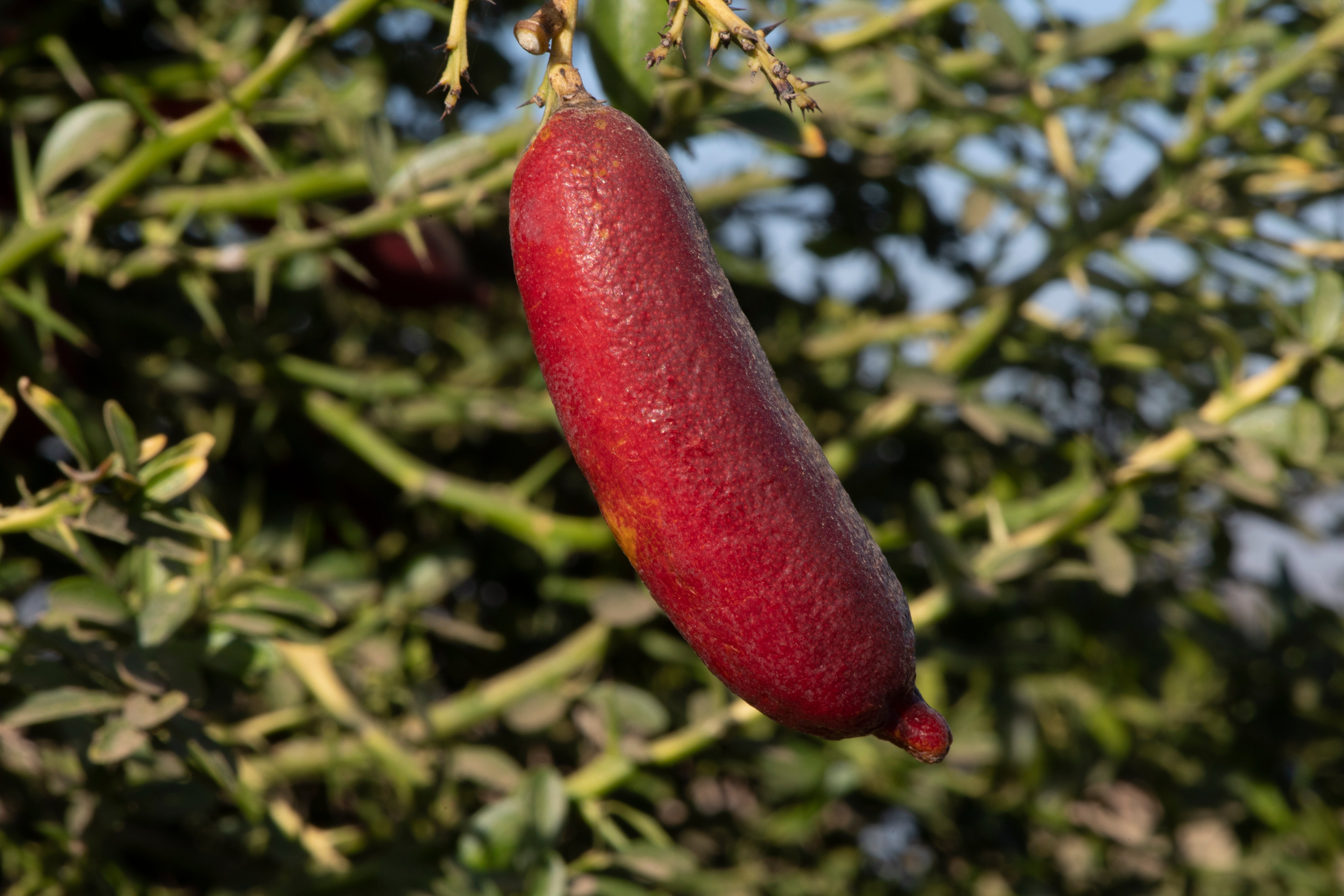 Ruby My Dear P2014-176-38 001