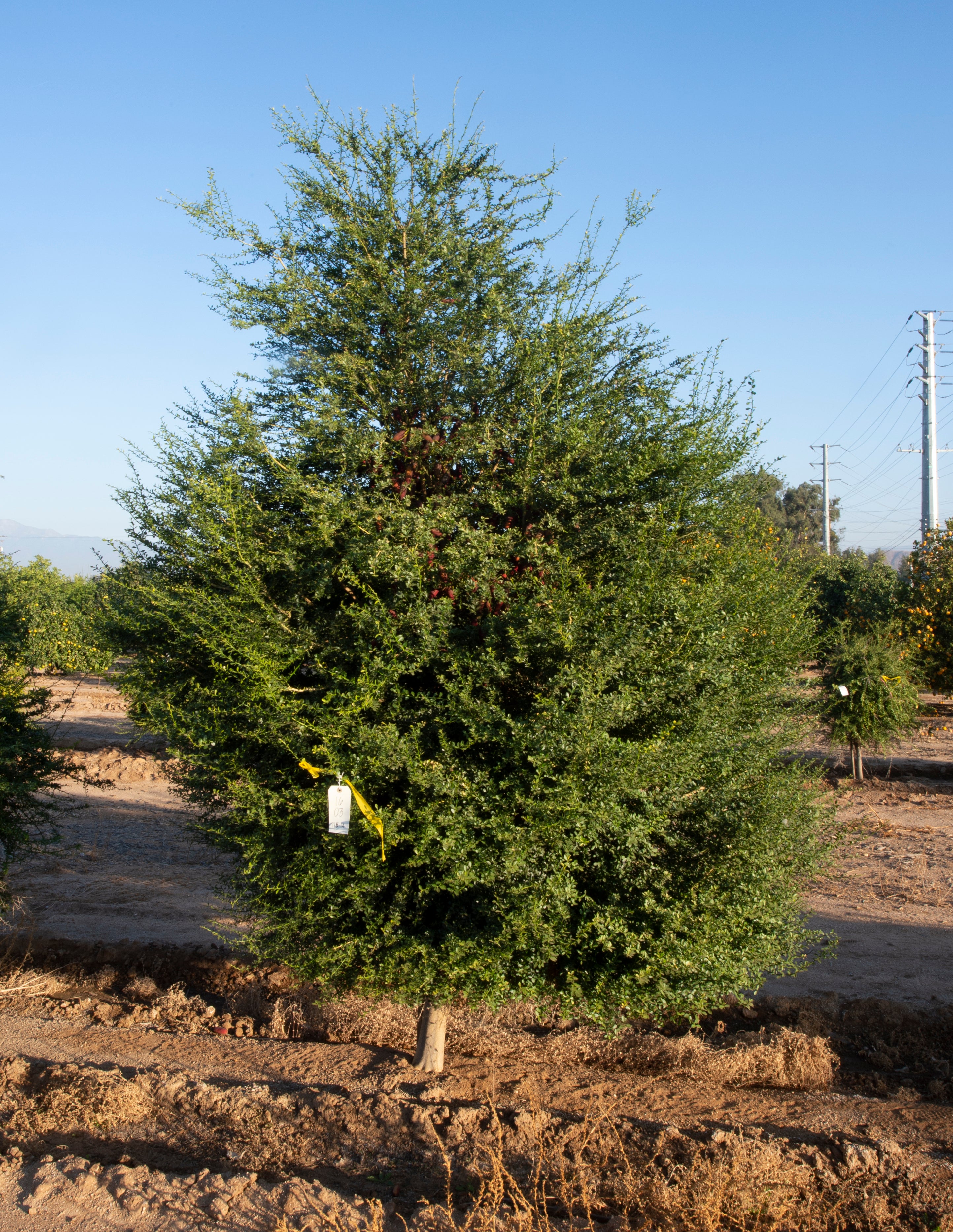 Misterioso P2014-175-14 001