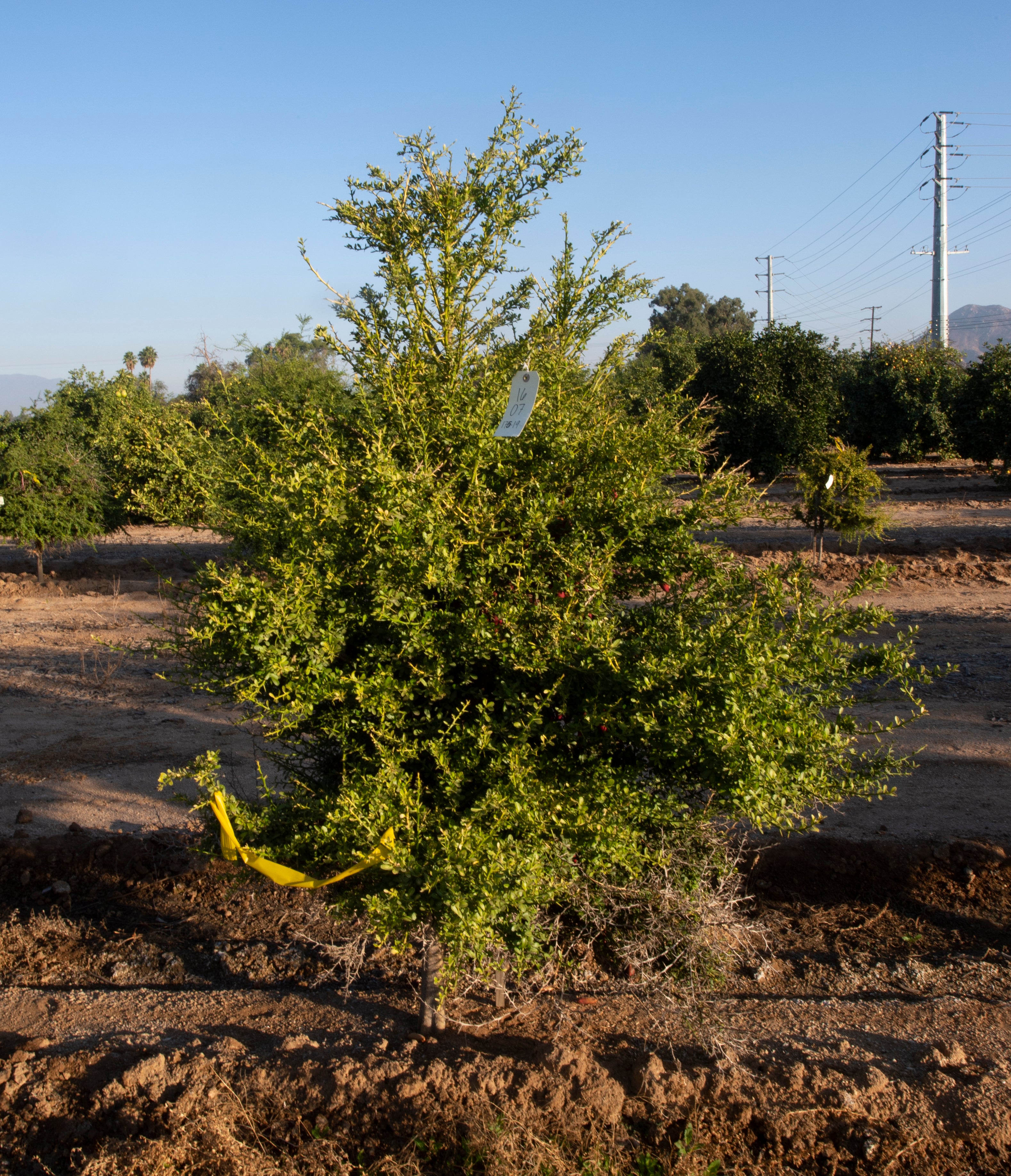 Maroon Gem P2014-175-19 002