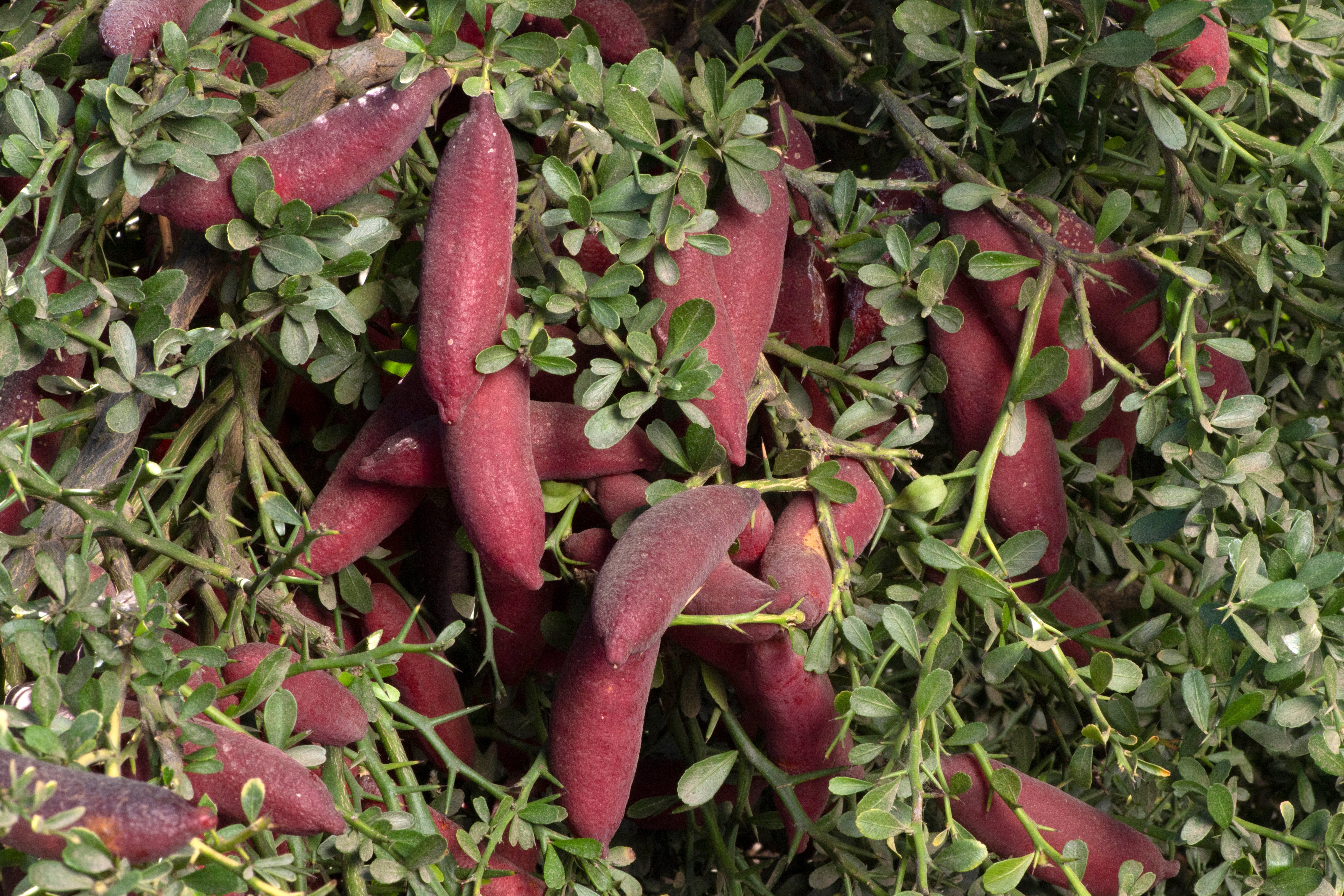 Maroon Gem P2014-175-19 001