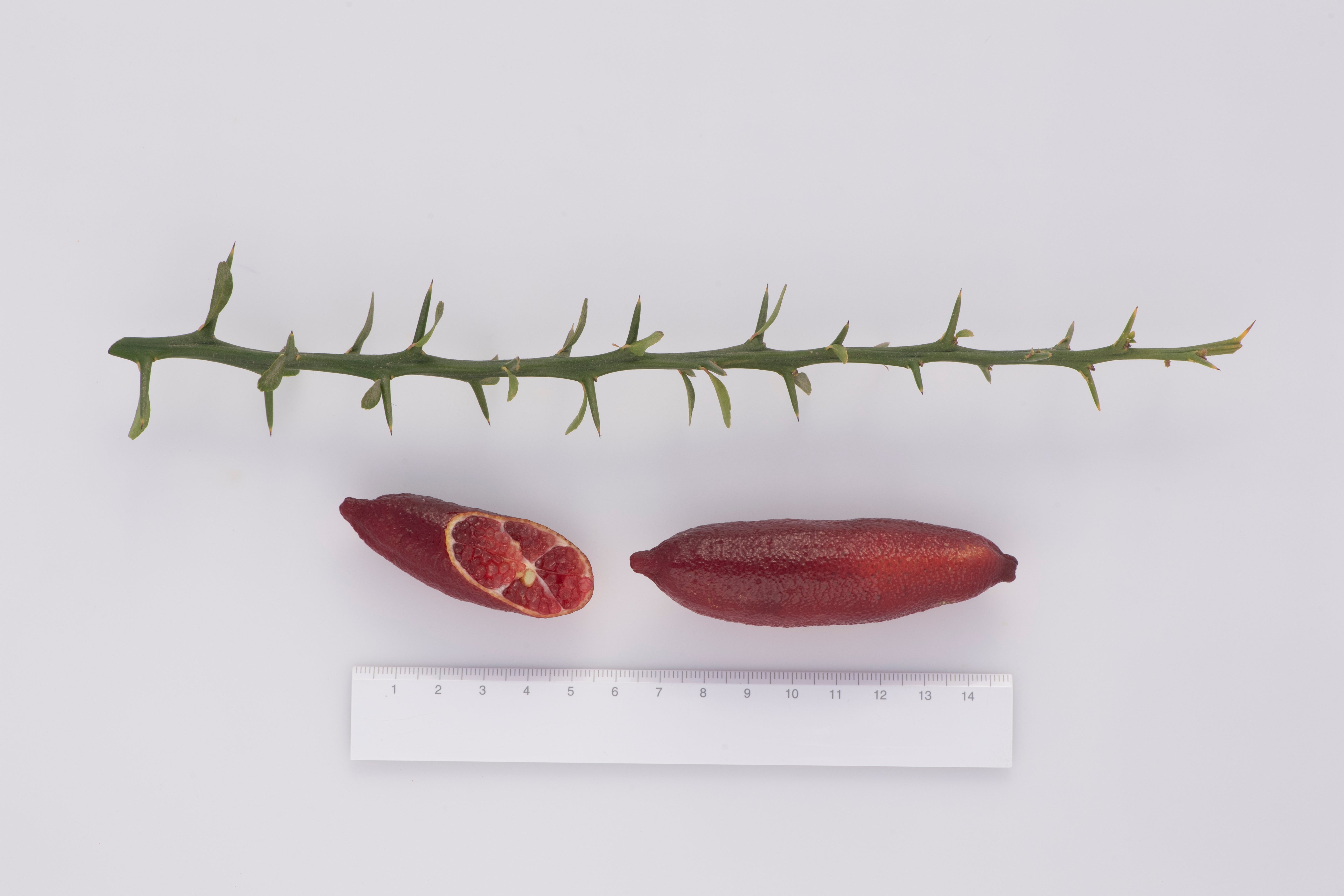 Maroon Gem P2014-175-19 003