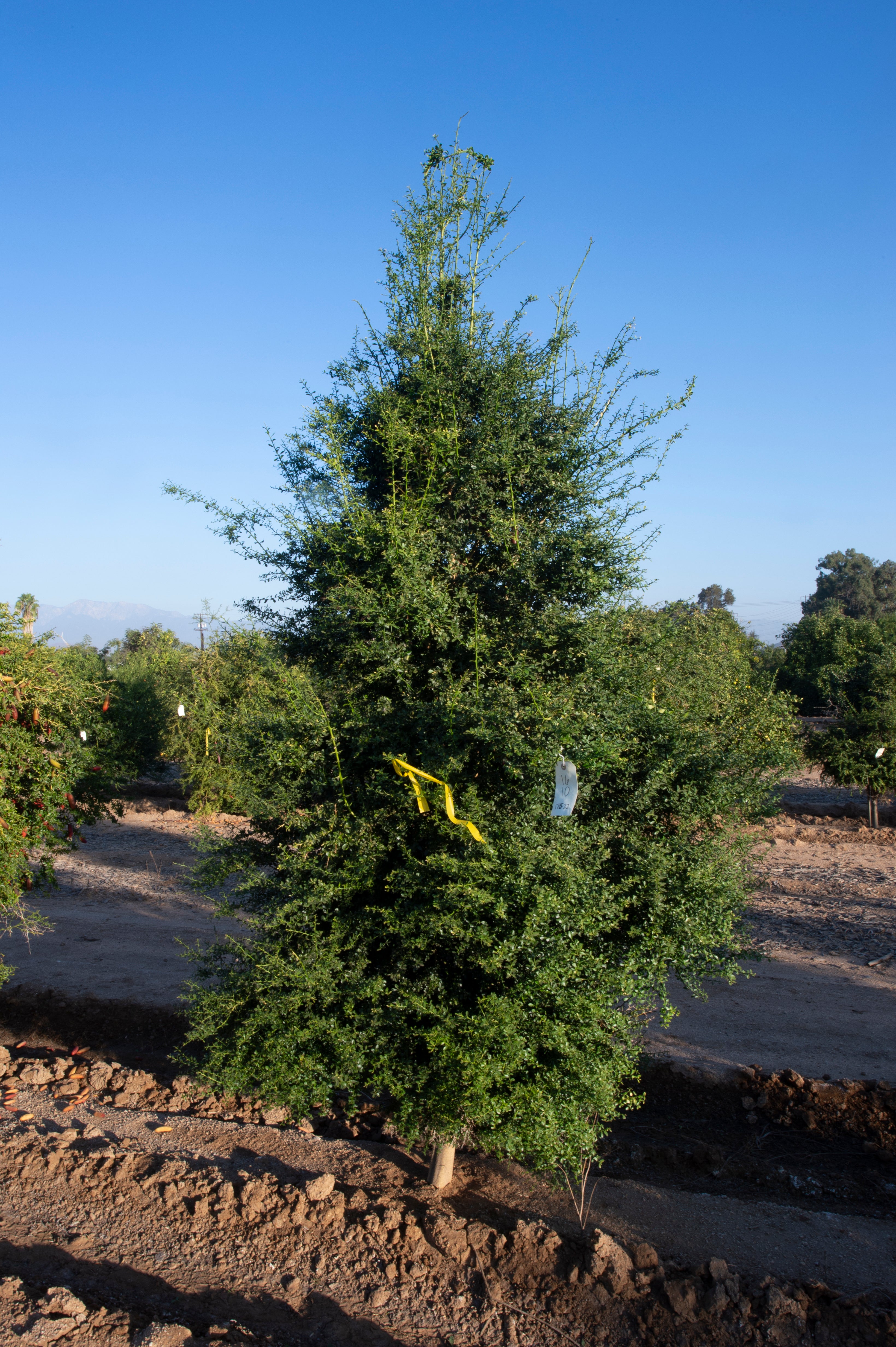 Pink Sunset P2014-175-22 002