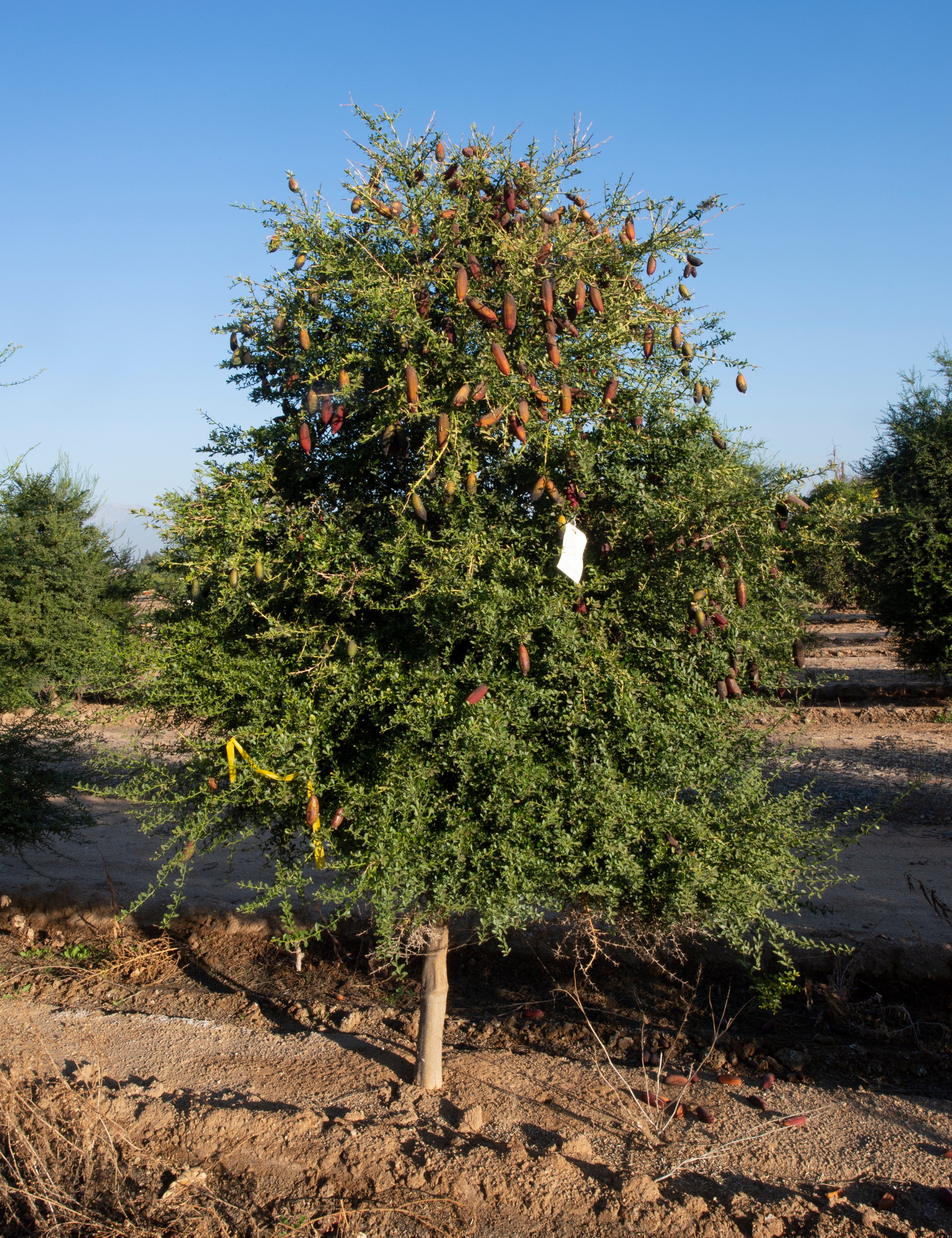 Dexter Rosefire P2014-175-42 006