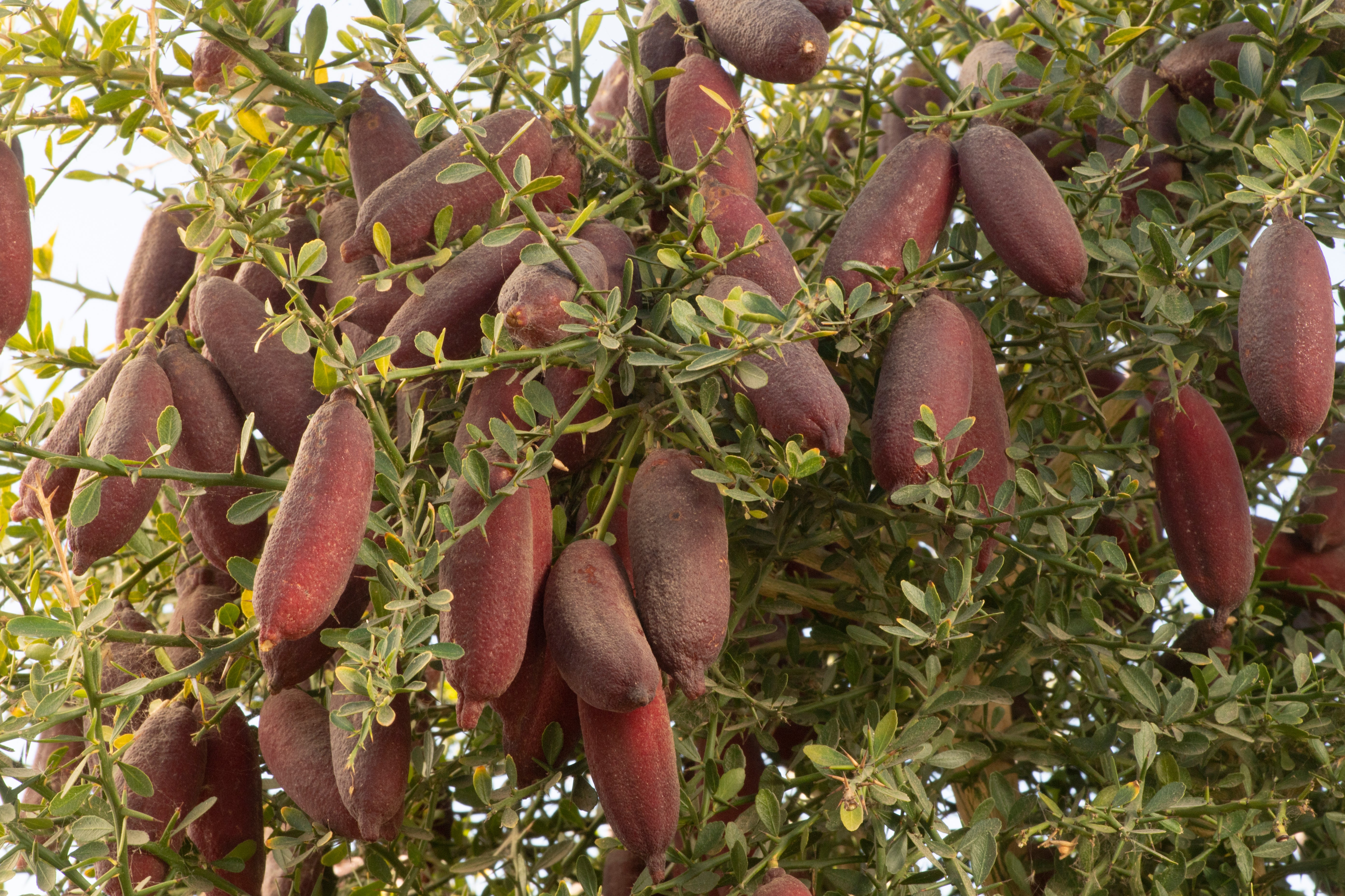 Dexter Rosefire P2014-175-42 003