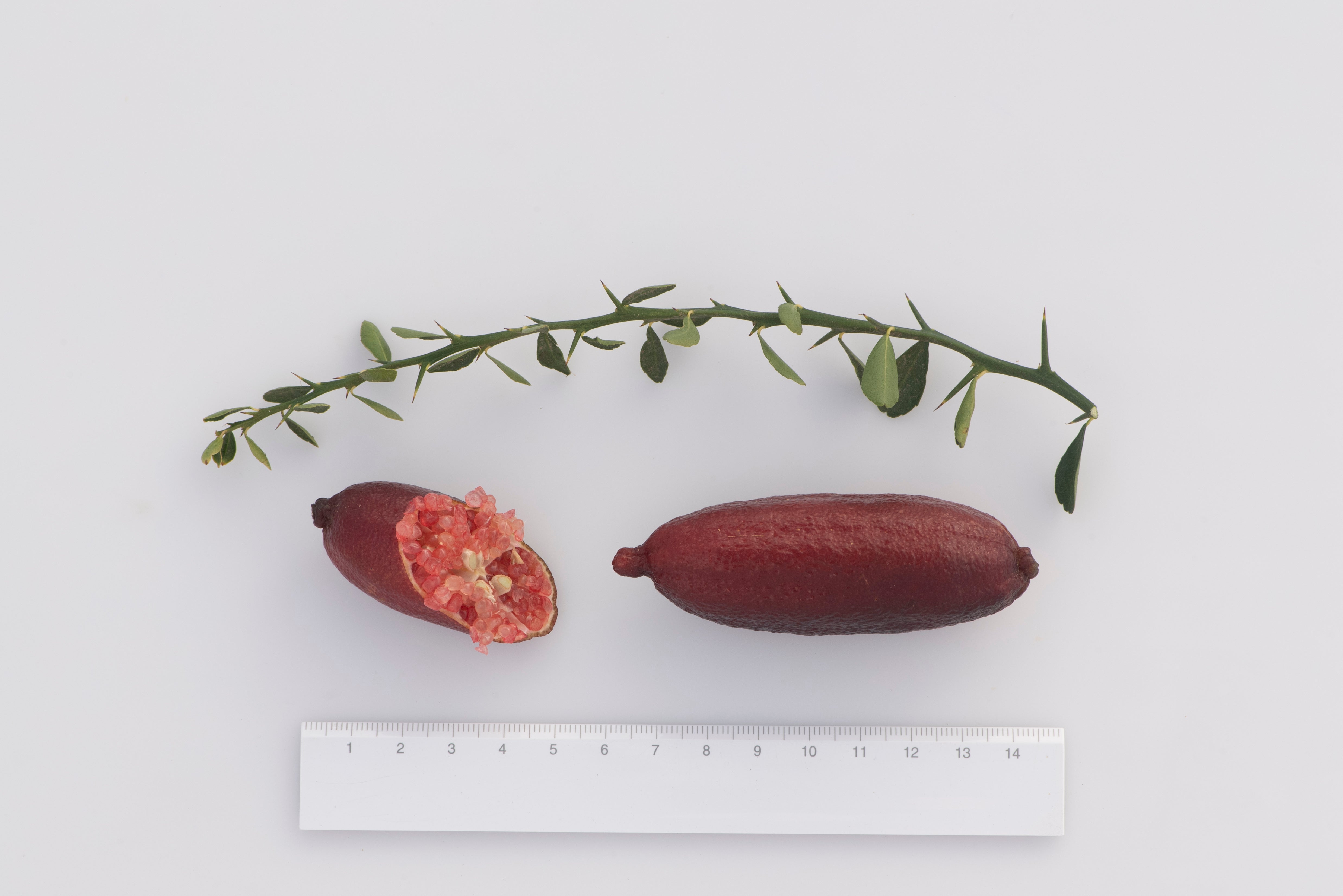 Dexter Rosefire P2014-175-42 003