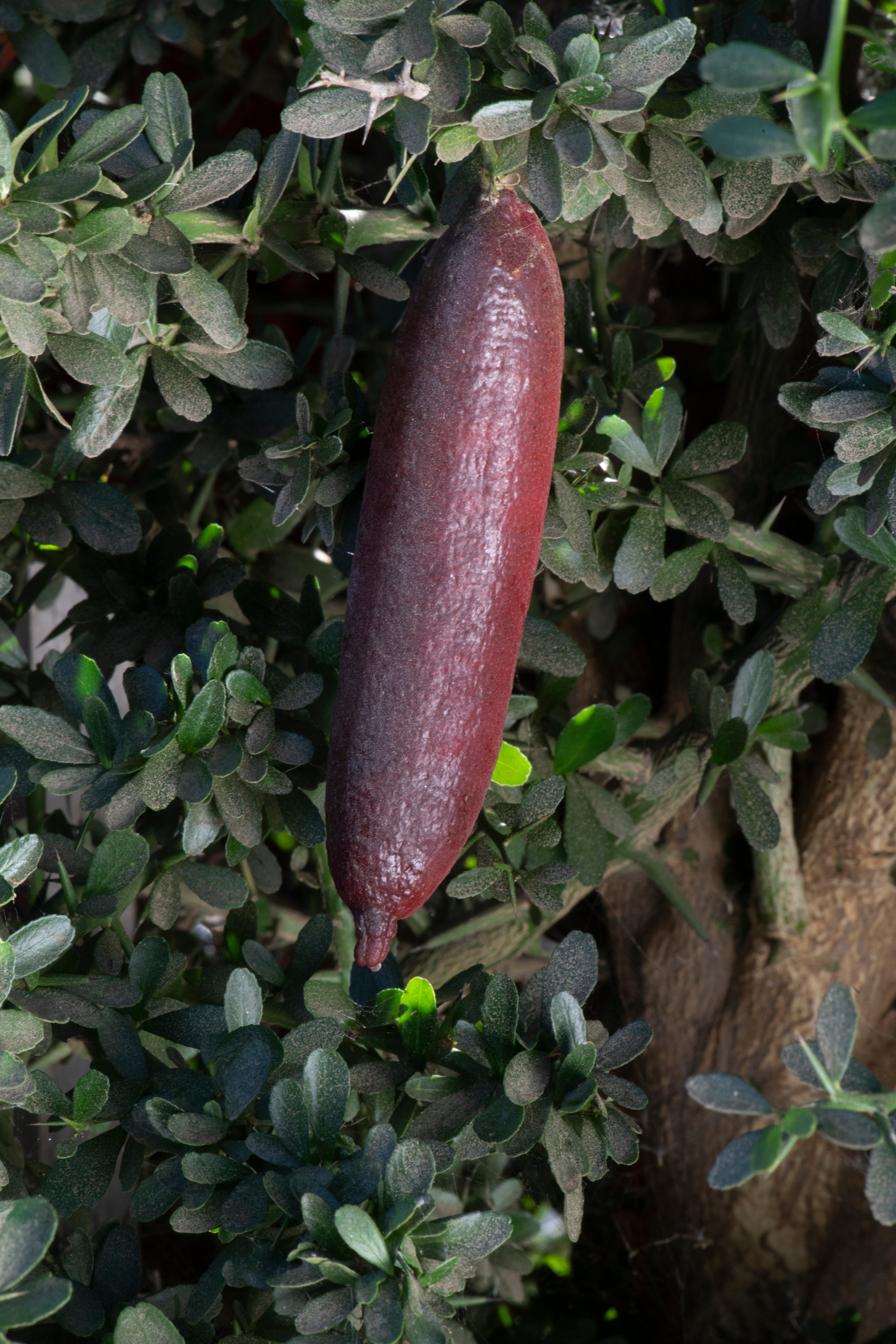 Porfirio P2014-175-01 001