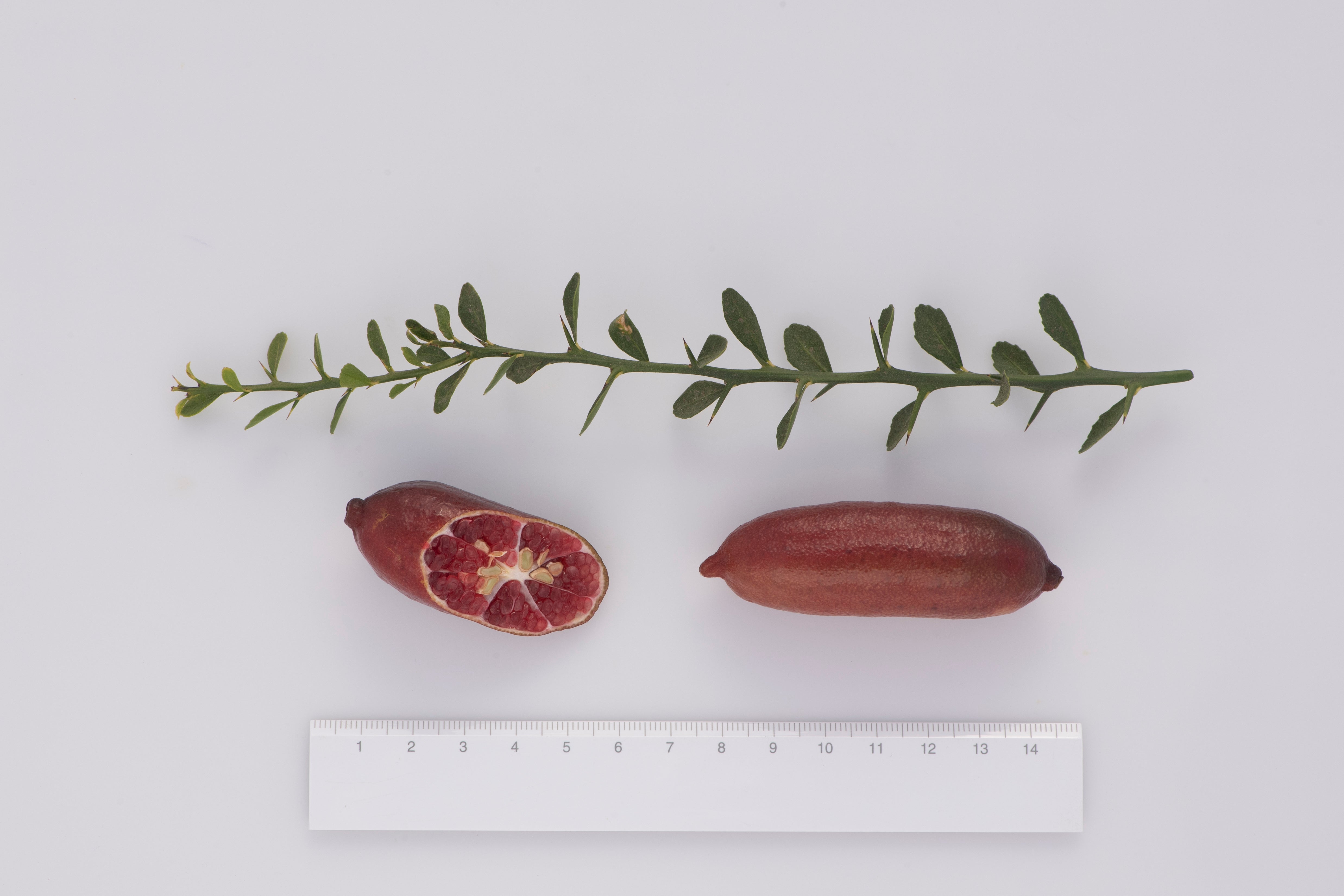 Misterioso P2014-175-14 004