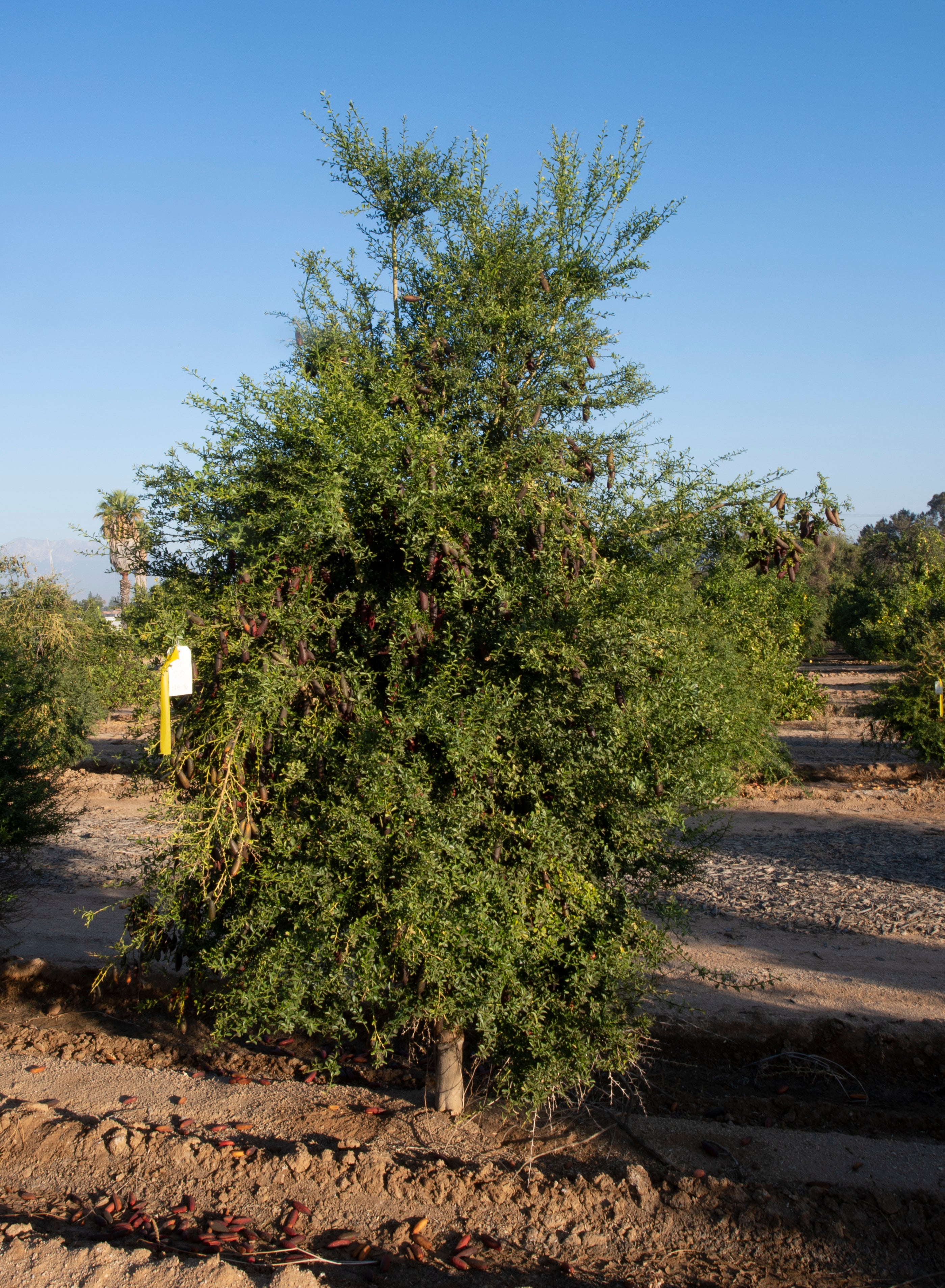 Rubirosa P2014-176-36 002