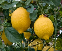 Limonero Fino Largo 95 lemon lemons in tree
