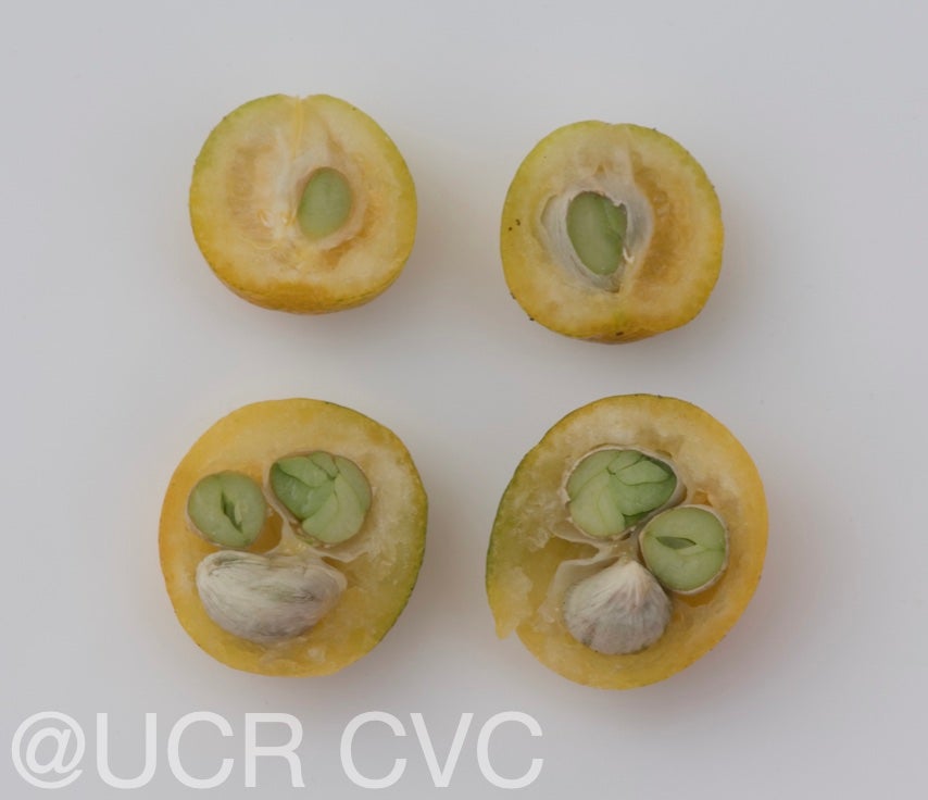 fortunella_hindsii_crc_3790_006.jpg