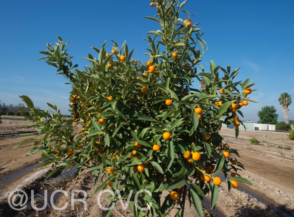 fortunella_polyandra_malayan_kumquat_crc_3901_002.jpg