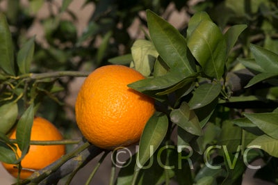 US Furr mandarin crc4238002.jpg