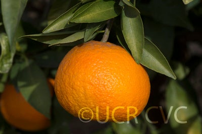 US Furr mandarin crc4238003.jpg